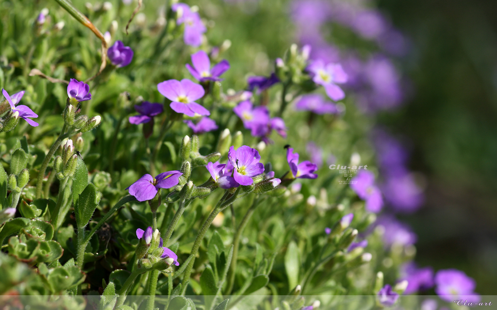 Blossoming Spring Wallpaper