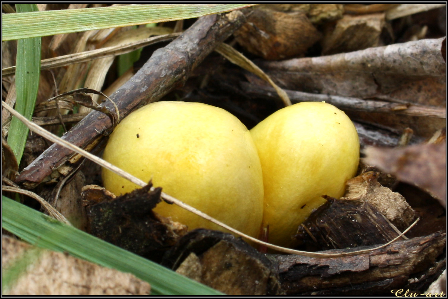 Spring Encounter: Bolbitius vitellinus