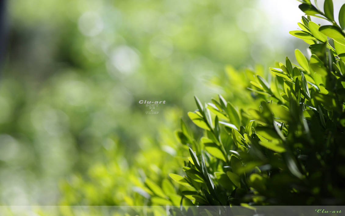 Boxwood Wallpaper by Clu-art on DeviantArt