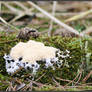 Summer Find: White Scrambled Egg Slime