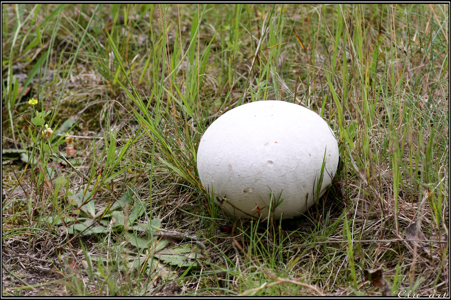 Summer Find: Giant Puffball