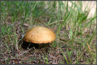 Summer Find: Suillus granulatus