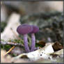 Autumn Picks: Amethyst Deceiver