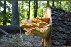 Summer Find: Sulphur Shelf by Clu-art