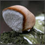 Winter Spotlight: Birch Polypore