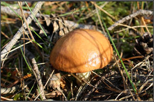 Summer Find: Pored Mushroom