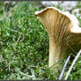 Summer Find: Cantharellus pallens