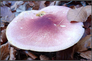 Autumn Picks: Red-haired Agaric