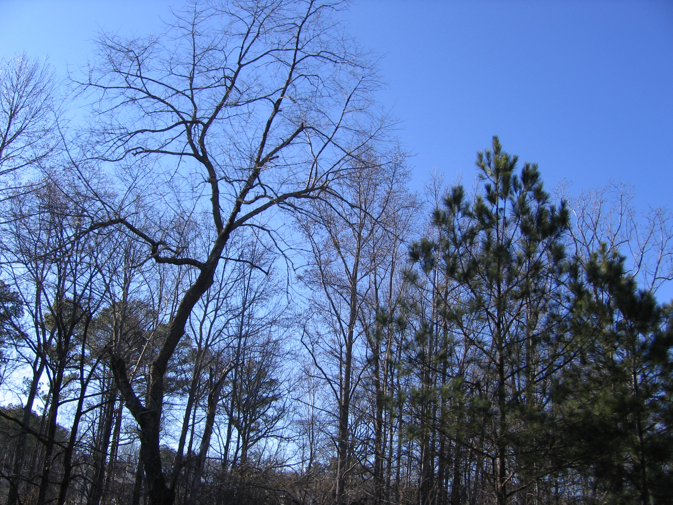 Sky and Trees 006