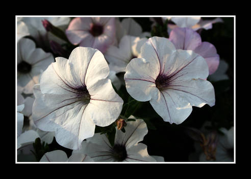 White Flowers