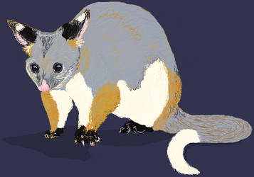 Ringtail Possum MS Paint Drawing