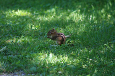 Eastern Chipmunk