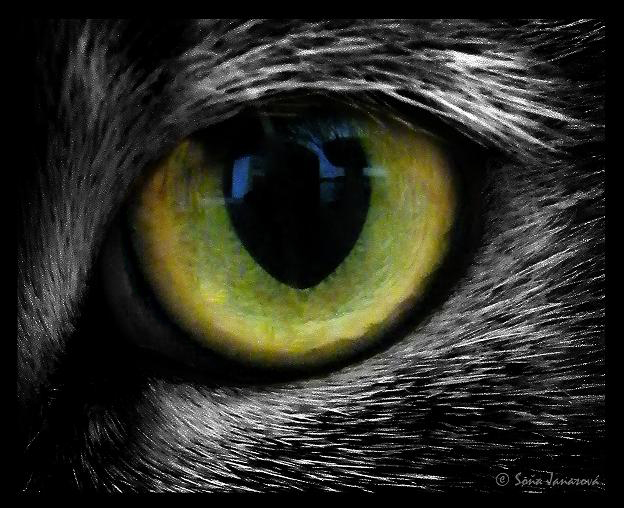 cat eye 2