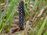 Spurge Hawkmoth Caterpillar by KatrinaFTW44