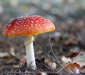 Toadstool