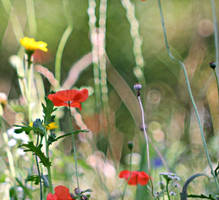 Summer meadow