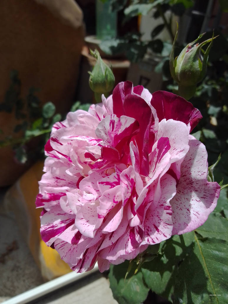 Weird rose by hello3guys on DeviantArt