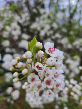 We're In Bloom