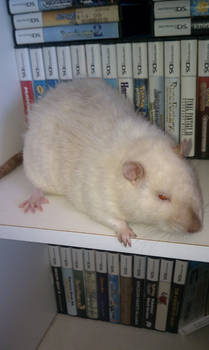 Rat among my ds games