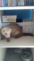 Ferret with my games.