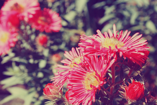 Pink Flowers III