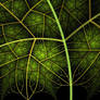 Fractal Leaf