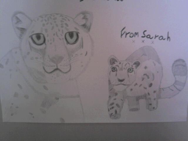 Snow Leopards