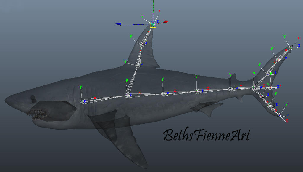Shark Riggify Basic Shark Model Rigging 01 by BethsFienneArt on DeviantArt