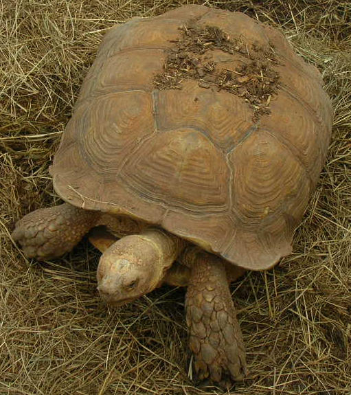 Hyper Turtle Hyper Turtle by HeartSongSinger on DeviantArt