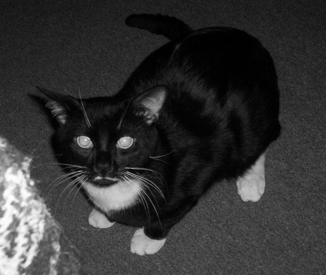 Mr. Kittles black and white