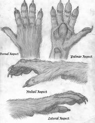 Canid Hand Concept
