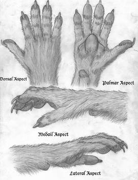 Canid Hand Concept