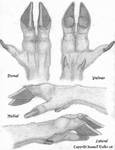 Cervidae Hand Concept