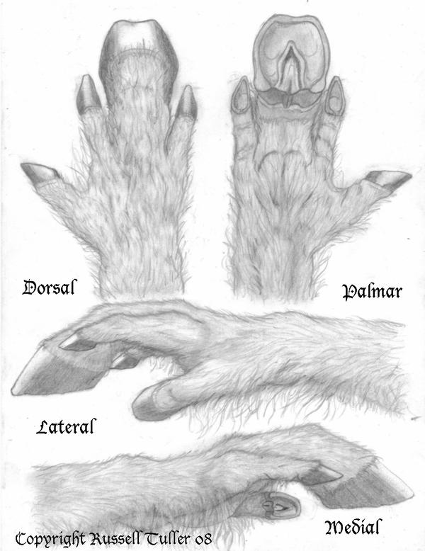 Equus Hand Concept