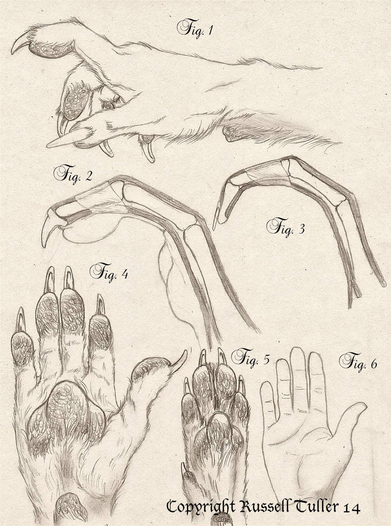 Wolves Claws Comparative Anatomy Wolf Anthro Hand by RussellTuller on DeviantArt