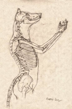 Wolf Anthro Anatomy {Upper Bone Structure}