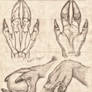 Cervine Hand Anatomy Study