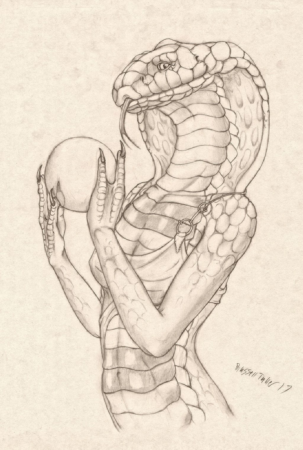 Female Cobra Study