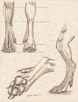 Pawed Dragon Leg/Foot Anatomy Study