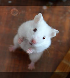 hamster_2