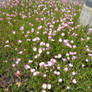 Flowers at the Gym Parking Lot