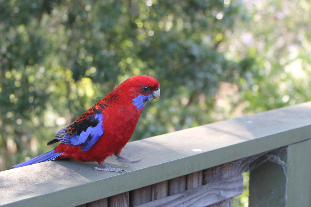 CrimsonRosella