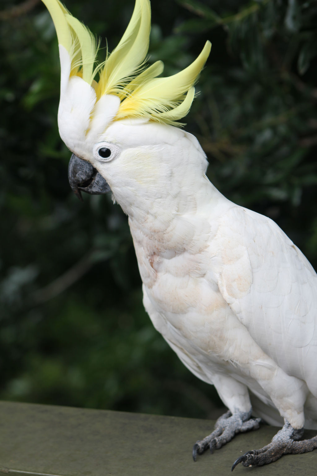 SulphurCrestedCocckatoo