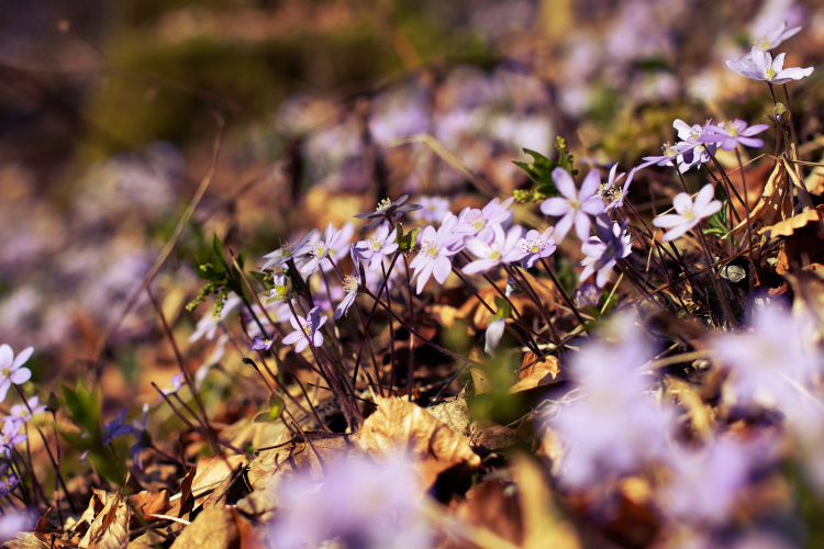 Hepatica