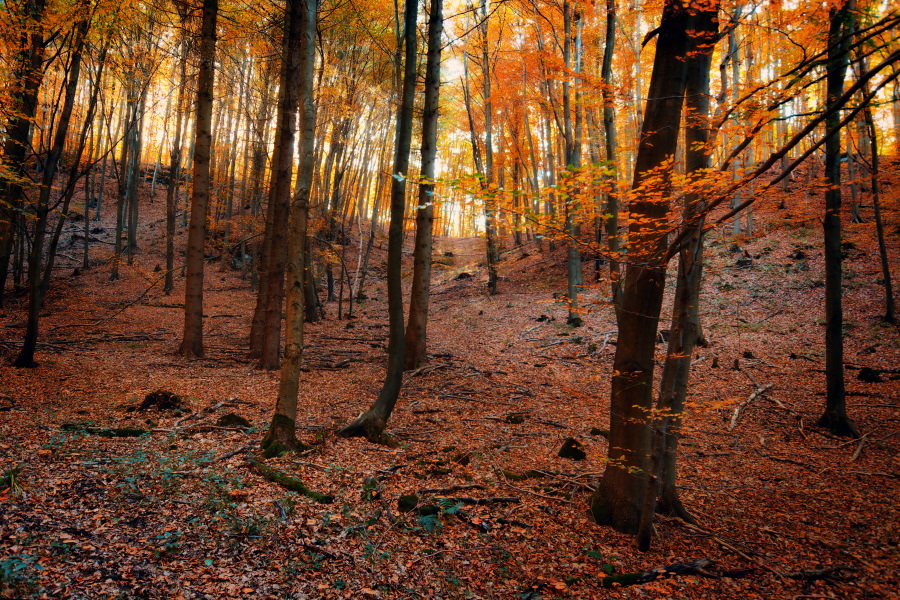 fill my head with leaves