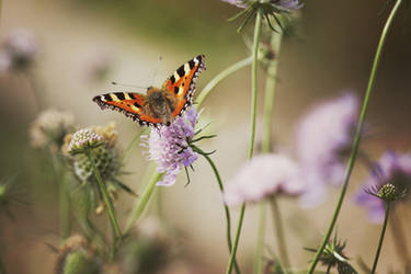 mariposa