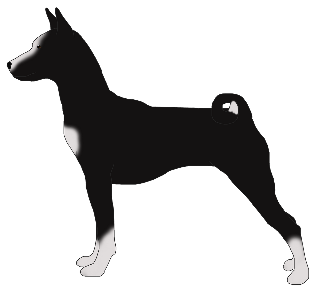 Black and White Basenji -Open-