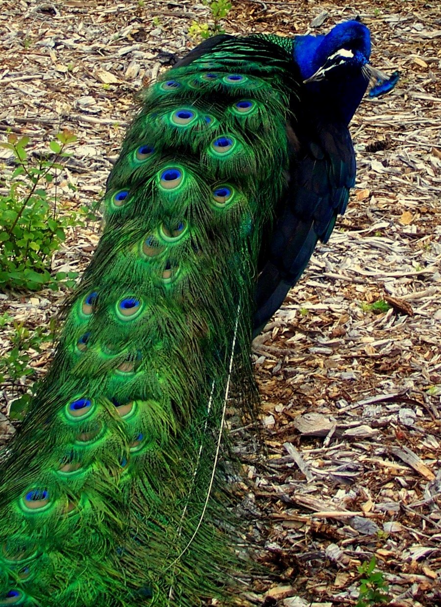 Preening Peacock