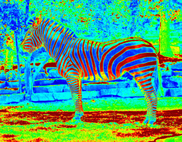 First Edit of Zebra