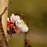 Bee spring!